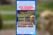 吃瓜群众娱乐版下载安装,轻松下载，畅享欢乐时光